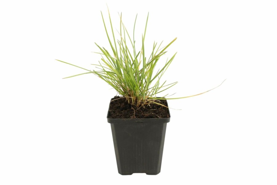Seslérie d’automne Sesleria autumnalis 5-10 Pot 9x9 cm (P9) Sesleria autumnalis
