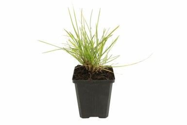 Seslérie d’automne Sesleria autumnalis 5-10 Pot 9x9 cm (P9)