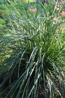Seslérie bleue Sesleria caerulea 5-10 Pot 9x9 cm (P9) Sesleria caerulea