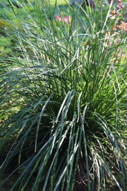 Seslérie bleue Sesleria caerulea 5-10 Pot 9x9 cm (P9)