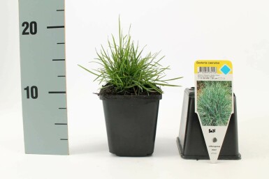 Seslérie bleue Sesleria caerulea 5-10 Pot 9x9 cm (P9) Sesleria caerulea