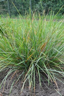 Seslérie Sesleria heufleriana 5-10 Pot 9x9 cm (P9) Sesleria heufleriana