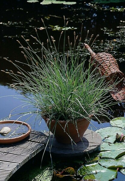 Seslérie Sesleria nitida 5-10 Pot 9x9 cm (P9) Sesleria nitida
