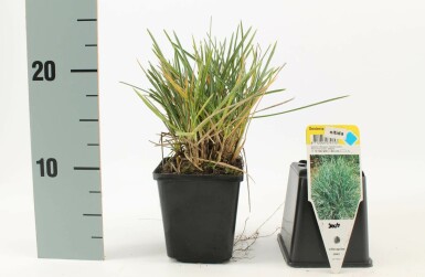 Seslérie Sesleria nitida 5-10 Pot 9x9 cm (P9) Sesleria nitida