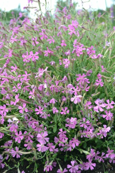 Silene schafta 'Splendens'