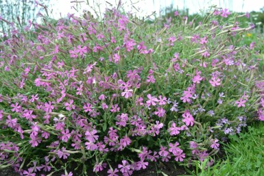 Silène Silene schafta 'Splendens' 5-10 Pot 9x9 cm (P9)