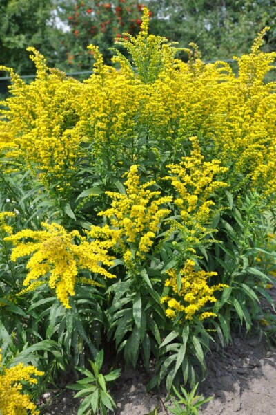 Tête d'or Solidago canadensis 'Goldkind' 5-10 Pot 9x9 cm (P9) Solidago canadensis 'Goldkind'