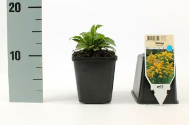 Tête d'or Solidago canadensis 'Goldkind' 5-10 Pot 9x9 cm (P9) Solidago canadensis 'Goldkind'