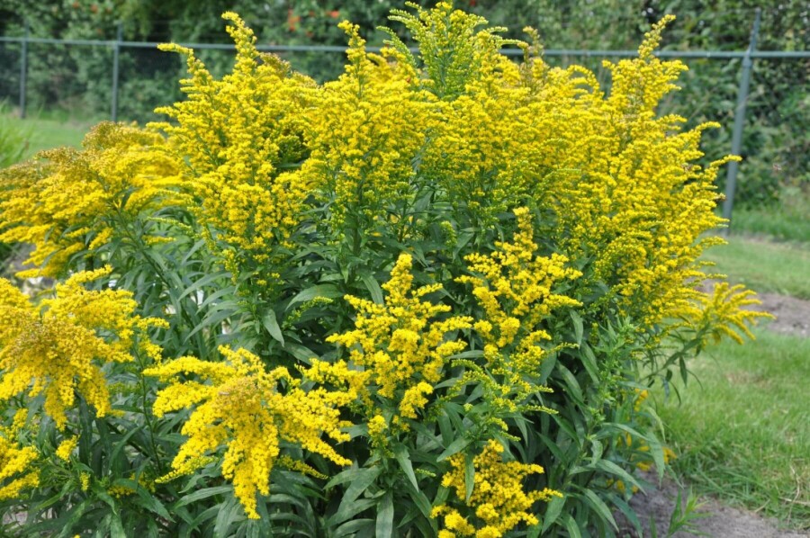 Tête d'or Solidago canadensis 'Goldkind' 5-10 Pot 9x9 cm (P9) Solidago canadensis 'Goldkind'
