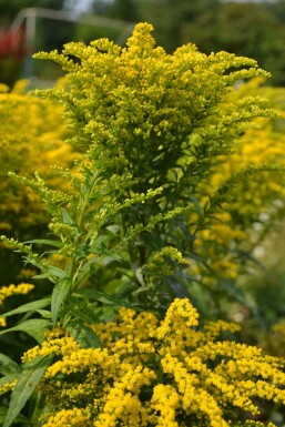 Tête d'or Solidago canadensis 'Goldkind' 5-10 Pot 9x9 cm (P9)