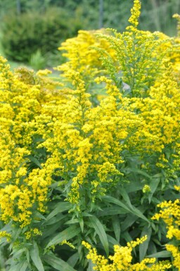 Tête d'or Solidago canadensis 'Goldkind' 5-10 Pot 9x9 cm (P9)