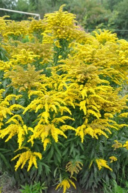 Tête d'or Solidago canadensis 'Goldkind' 5-10 Pot 9x9 cm (P9)