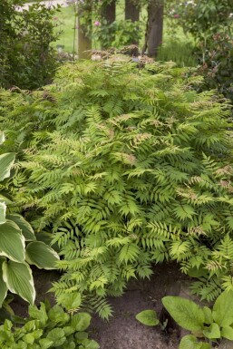 Aucune image disponible