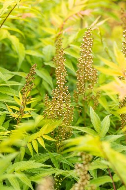 Sorbaire à feuilles de sorbier Sorbaria sorbifolia 'Sem' Arbuste 60-80 Pot 12 l (C12) Sorbaria sorbifolia 'Sem' arbuste 60-80 cm