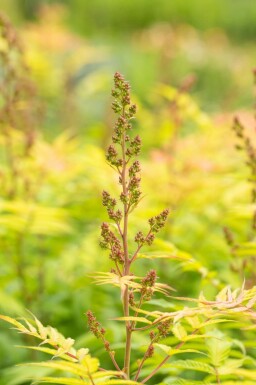 Sorbaire à feuilles de sorbier Sorbaria sorbifolia 'Sem' Arbuste 60-80 Pot 12 l (C12) Sorbaria sorbifolia 'Sem' arbuste 60-80 cm