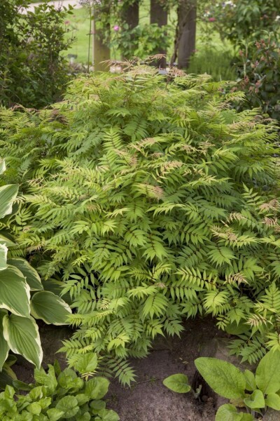 Sorbaire à feuilles de sorbier Sorbaria sorbifolia 'Sem' Arbuste 30-40 Pot 3 l (C3) Sorbaria sorbifolia 'Sem' arbuste 30-40 cm