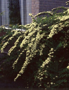 Spirée de van houtte Spiraea × vanhouttei Arbuste 30-40 Pot 3 l (C3)