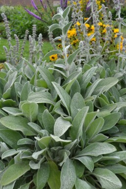 Épiaire de Byzance Stachys byzantina 5-10 Pot 9x9 cm (P9) Stachys byzantina