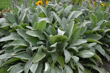 Épiaire de Byzance Stachys byzantina 5-10 Pot 9x9 cm (P9)