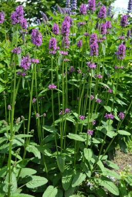 Bétoine officinale Stachys monieri 'Hummelo' 10-15 Pot 2 l (C2) Stachys monieri 'Hummelo'