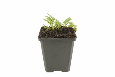 Bétoine officinale Stachys monieri 'Hummelo' 5-10 Pot 9x9 cm (P9) Stachys monieri 'Hummelo'