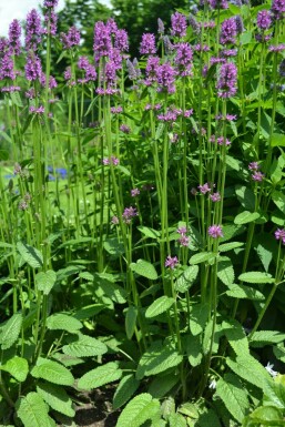 Bétoine officinale Stachys monieri 'Hummelo' 5-10 Pot 9x9 cm (P9)