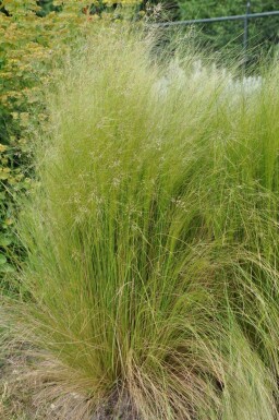 Nasselle très ténue Stipa tenuissima 5-10 Pot 9x9 cm (P9)