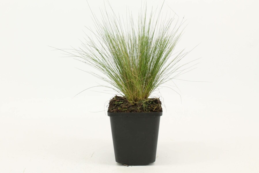 Nasselle très ténue Stipa tenuissima 5-10 Pot 9x9 cm (P9) Stipa tenuissima