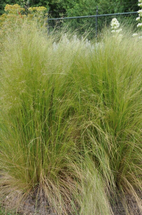 Nasselle très ténue Stipa tenuissima 5-10 Pot 9x9 cm (P9) Stipa tenuissima