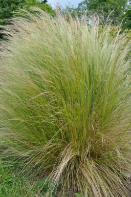 Nasselle très ténue Stipa tenuissima 5-10 Pot 9x9 cm (P9) Stipa tenuissima