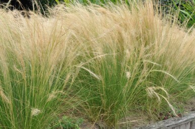 Nasselle très ténue Stipa tenuissima 'Ponytails' 5-10 Pot 9x9 cm (P9)