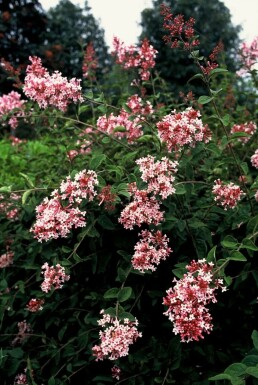 Lilas à petites feuilles Syringa microphylla 'Superba' Arbuste 40-50 Pot 3 l (C3)