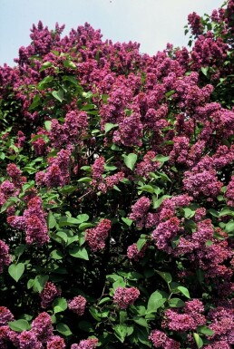 Syringa vulgaris 'Andenken an Ludwig Spath' C12 80-100