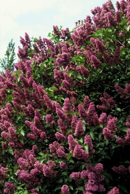 Syringa vulgaris 'Andenken an Ludwig Spath' C12 80-100