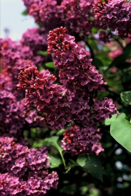 Syringa vulgaris 'Andenken an Ludwig Spath' C12 80-100