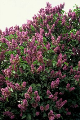 Syringa vulgaris 'Andenken an Ludwig Spath' C12 80-100