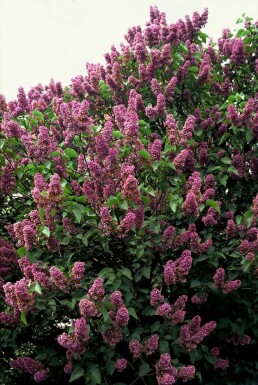 Lilas commun Syringa vulgaris 'Andenken an Ludwig Spath' Arbuste 80-100 Pot 12 l (C12)