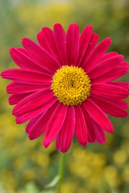 Tanaisie écarlate Tanacetum coccineum 'Robinson's Red' 5-10 Pot 9x9 cm (P9) Tanacetum coccineum 'Robinson's Red'