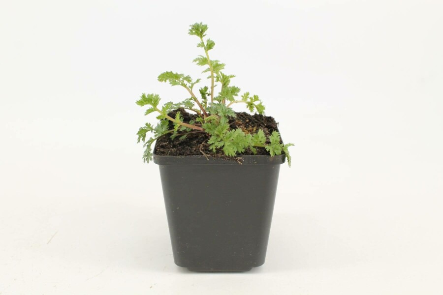 Tanaisie écarlate Tanacetum coccineum 'Robinson's Red' 5-10 Pot 9x9 cm (P9) Tanacetum coccineum 'Robinson's Red'