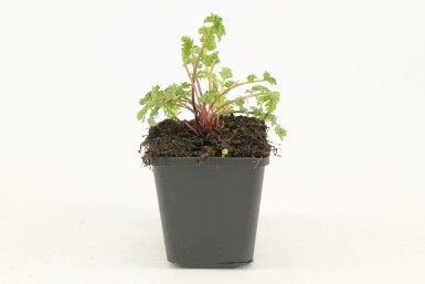 Tanaisie écarlate Tanacetum coccineum 'Robinson's Rose' 5-10 Pot 9x9 cm (P9) Tanacetum coccineum 'Robinson's Rose'