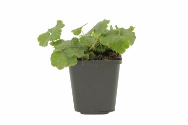 Tellima à grandes fleurs Tellima grandiflora 5-10 Pot 9x9 cm (P9) Tellima grandiflora