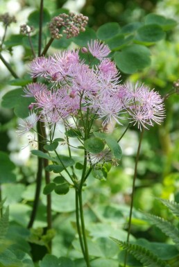 Pigamon à feuilles d'ancolie Thalictrum aquilegiifolium 5-10 Pot 9x9 cm (P9)