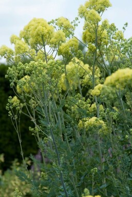 Pigamon Thalictrum flavum subsp. glaucum 5-10 Pot 9x9 cm (P9) Thalictrum flavum subsp. glaucum