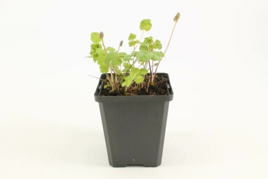 Pigamon Thalictrum flavum subsp. glaucum 5-10 Pot 9x9 cm (P9) Thalictrum flavum subsp. glaucum