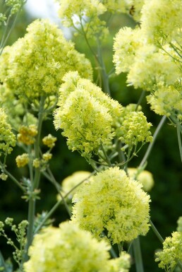 Pigamon Thalictrum flavum subsp. glaucum 5-10 Pot 9x9 cm (P9)