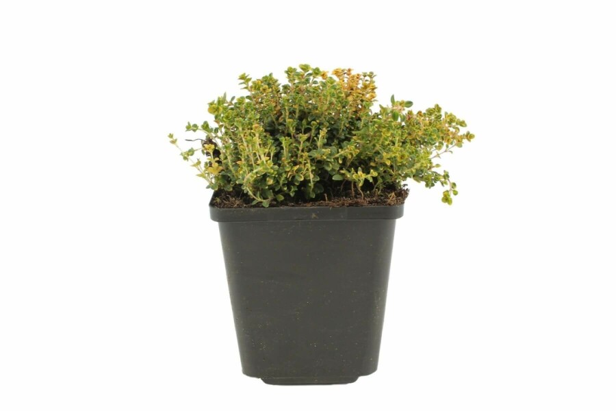 Thym Thymus 'Doone Valley' 5-10 Pot 9x9 cm (P9) Thymus 'Doone Valley'