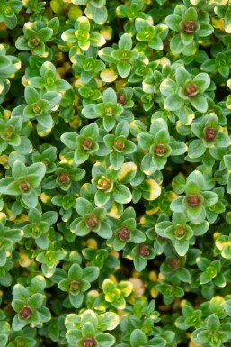 Thymus 'Doone Valley'