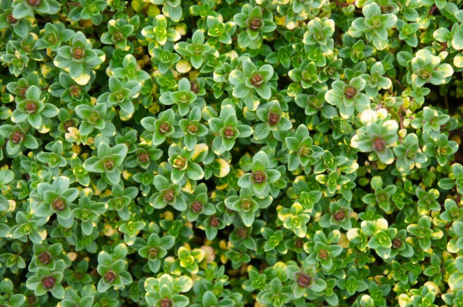 Thym Thymus 'Doone Valley' 5-10 Pot 9x9 cm (P9) Thymus 'Doone Valley'