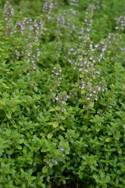 Thym citron Thymus × citriodorus 'Bertram Anderson' 5-10 Pot 9x9 cm (P9)