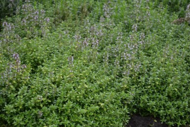 Thym citron Thymus × citriodorus 'Bertram Anderson' 5-10 Pot 9x9 cm (P9)